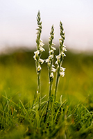 Spiranthes spiralis